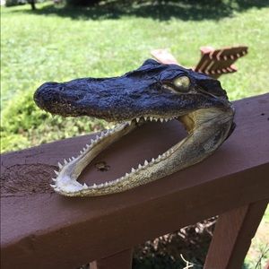 Preserved Alligator Head